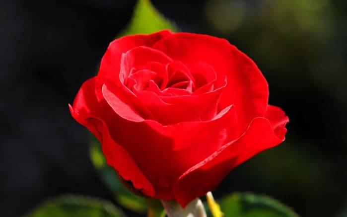 Широкоформатные обои Бутон розы, Бутон красной розы