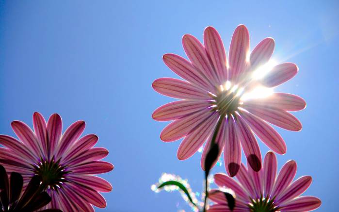 Широкоформатные обои Солнце в цветке, Солнце между лепестков ромашки