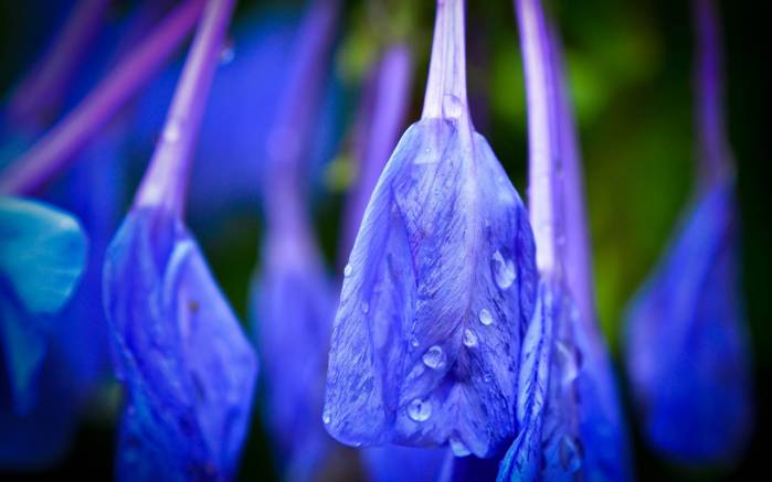 Широкоформатные обои Синий цветок, Лепесток синего цветка с капелькой росы