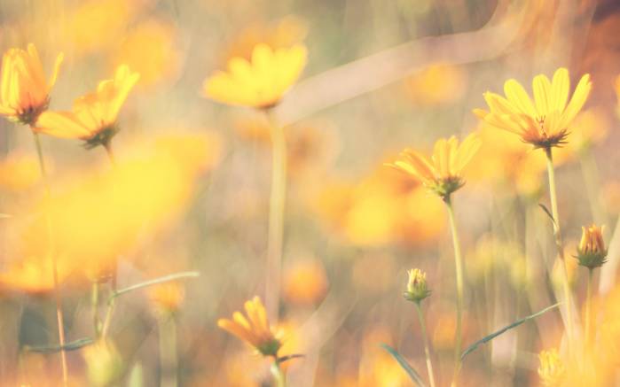Широкоформатные обои Сон, Полевые цветы в летнем свете