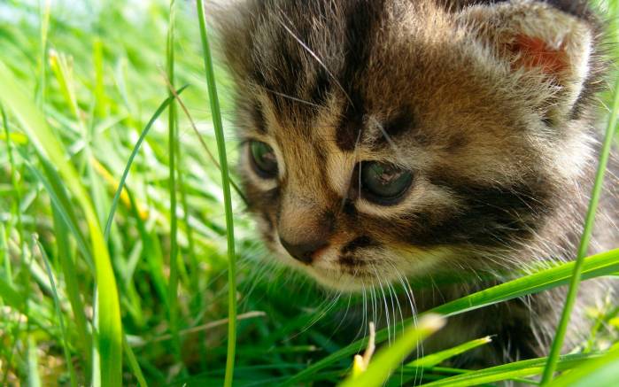 Широкоформатные обои Котенок в траве, Пушистый котенок