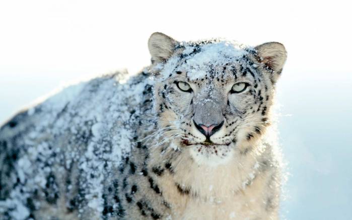 Широкоформатные обои Снежно-белый леопард, Красивый снежный барс