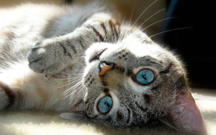 Широкоформатные обои Кот с голубыми глазами, Голубоглазый кот