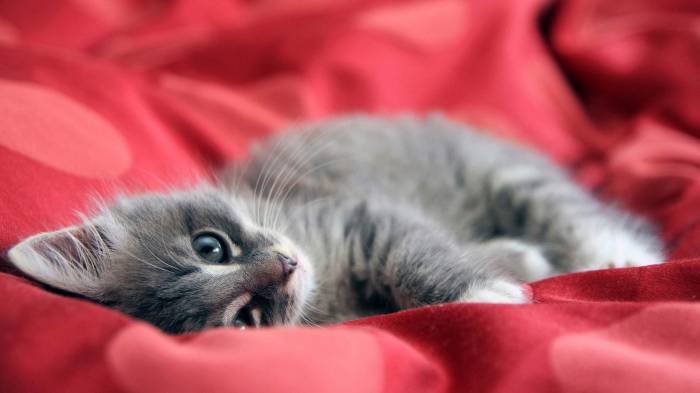Широкоформатные обои Маленький котенок, Маленький котенок нежится на кровати