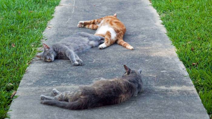 Широкоформатные обои Коты отдыхают, Коты отдыхают на дорожке