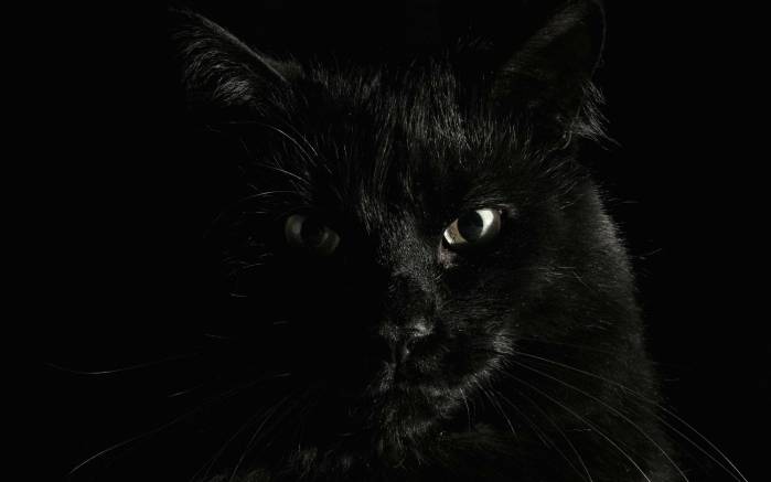 Широкоформатные обои Морда черного кота, Макросъемка кота