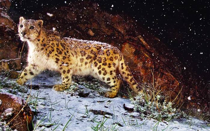 Широкоформатные обои Леопард в снегопад, Леопард под хлопьями снег