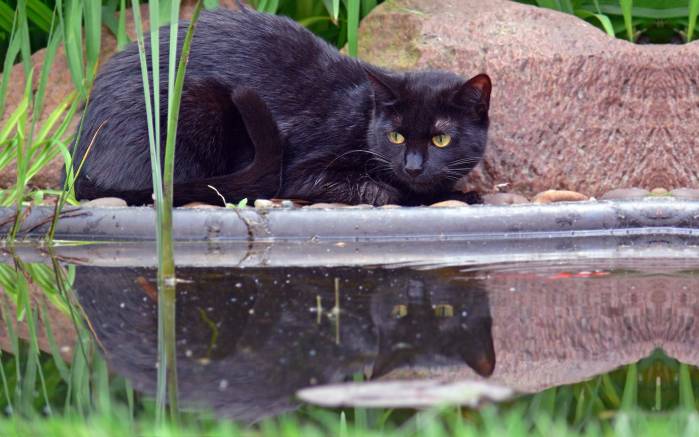 Широкоформатные обои Черная кошка у пруда, Отражение кошки в воде