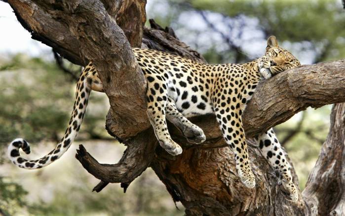 Широкоформатные обои Дремлющий леопард, Спящий на дереве леопард