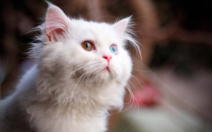Широкоформатные обои Белый кот, Кот с разноцветными глазами