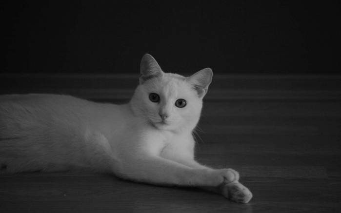 Широкоформатные обои Аккуратный белый кот, Лежащий на полу белый кот