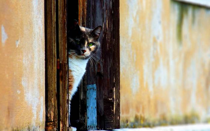 Широкоформатные обои Венецианский кот, Кот черепахового окраса