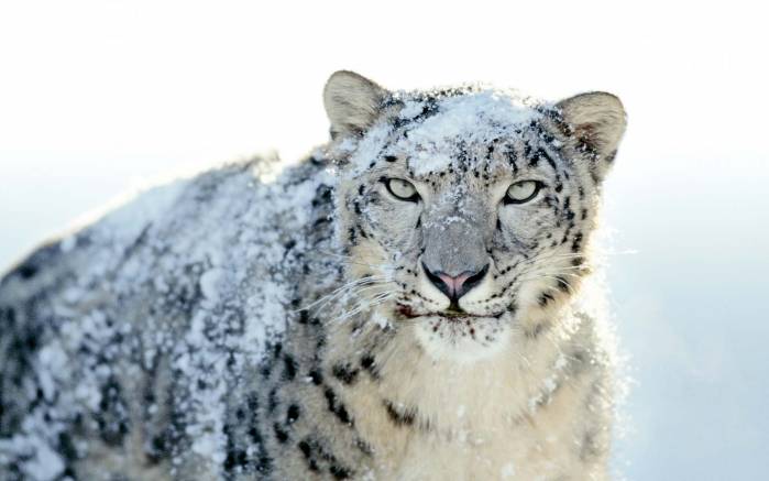 Широкоформатные обои Красивый леопард, Снежный леопард
