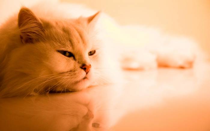 Широкоформатные обои Думающий перс, Персидский кот