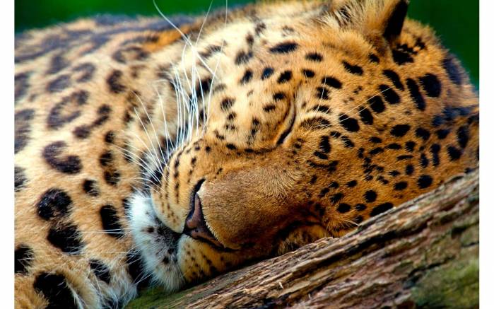 Широкоформатные обои Спящий гепард, Большая спящая кошка