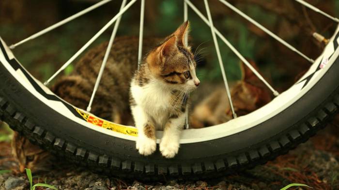 Широкоформатные обои Чудесный котенок, Чудесный котенок на колесе
