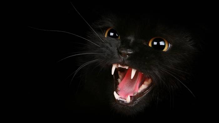 Широкоформатные обои Голодный кот, Черный кот