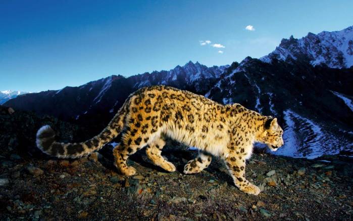 Широкоформатные обои Прекрасный снежный леопард, Снежная кошка в горах