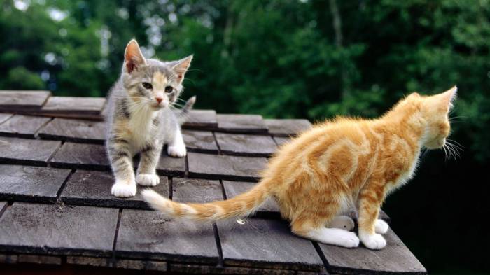 Широкоформатные обои Наблюдательные кошки, Рыжий и серый