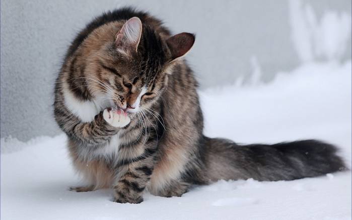 Широкоформатные обои Кошечка облизывается, Пушистая кошечка облизывается в снегу