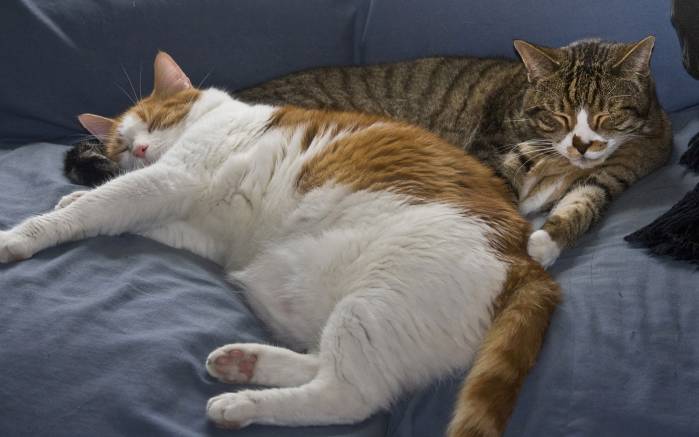 Широкоформатные обои Спящие кошки, Две кошки пребывают в своем естественном состоянии