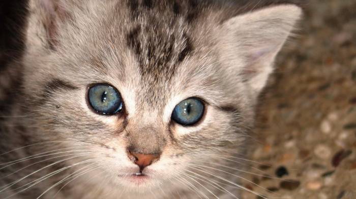 Широкоформатные обои Голубоглазый кот, Серый кот с голубыми глазами