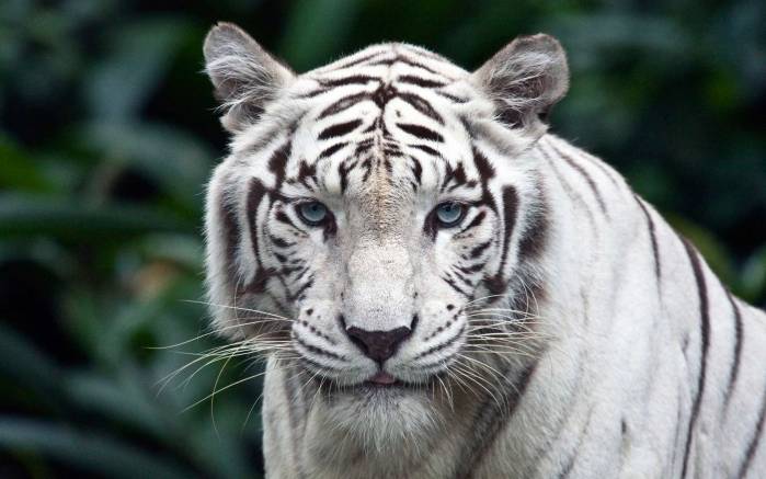 Широкоформатные обои Тигр-альбинос, Белый тигр