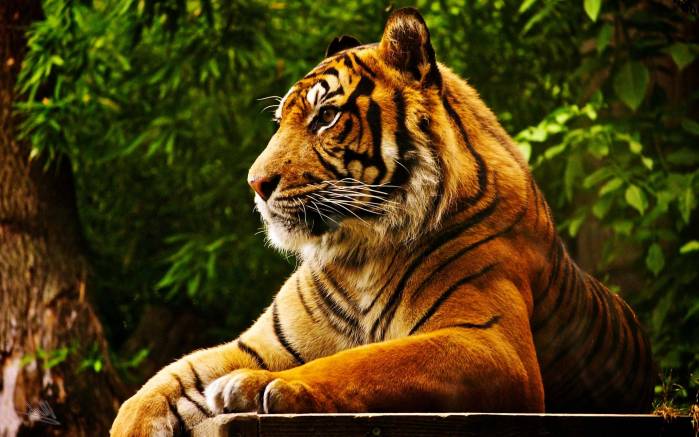 Широкоформатные обои Полулежащий тигр, Красивый тигр