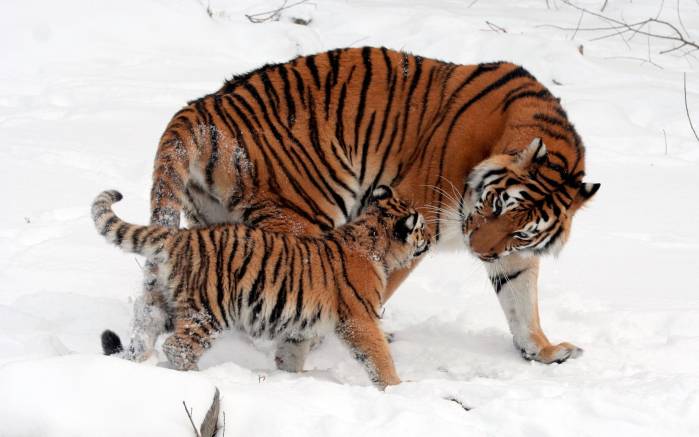 Широкоформатные обои Тигр с тигренком, Тигрица с тигренком