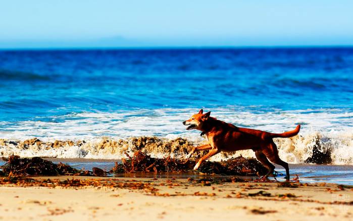 Широкоформатные обои Собака на пляже, Собака на пляже в Санта-Барбаре