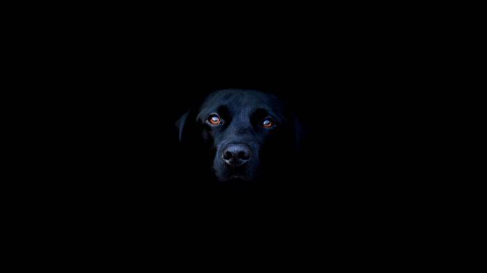 Широкоформатные обои Черный пёс, Пёс который прячется