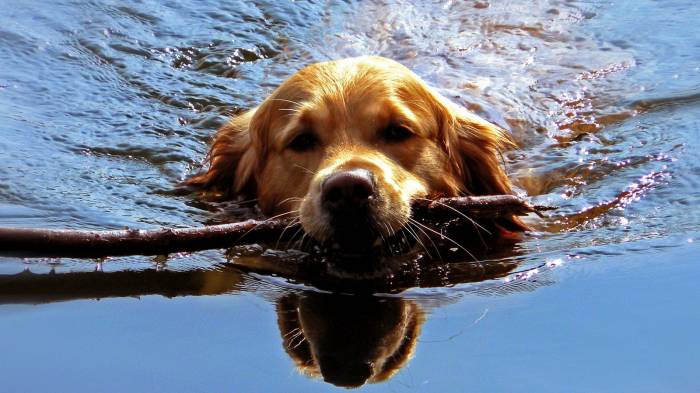 Широкоформатные обои Плывущая собака, Собака плывущая по озеру с палочкой