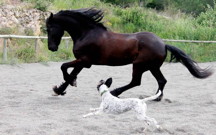 Широкоформатные обои Дружба, Черный жеребец и собака