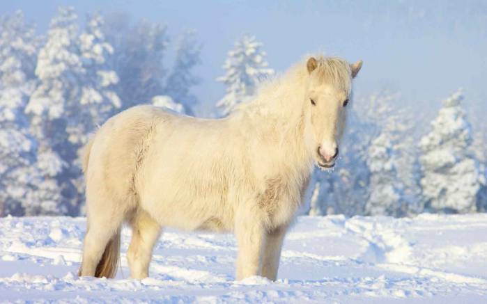 Широкоформатные обои Белая лошадка, Белая лошадка на снегу