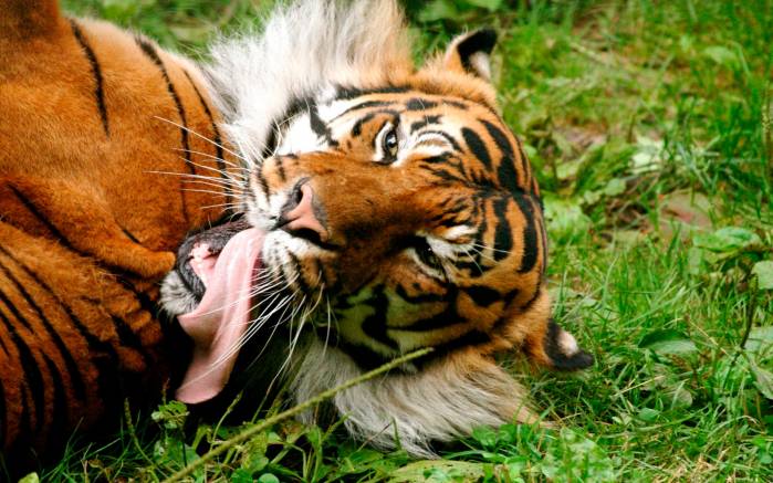 Широкоформатные обои Тигр с языком, Тигр играет со своим языком