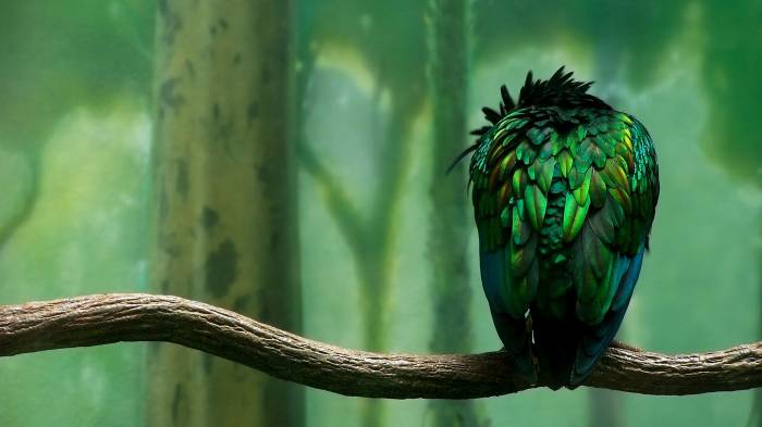 Широкоформатные обои Птица на ветке, Зеленая птица