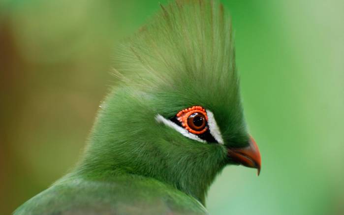 Широкоформатные обои Зелёный Турако, Фото красивой птицы Турако
