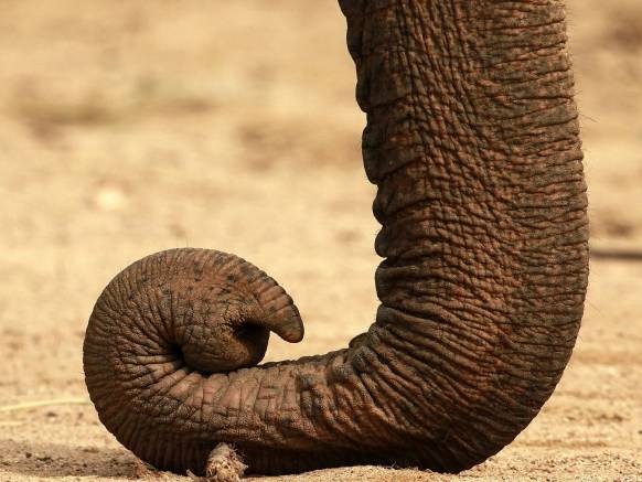 Широкоформатные обои Хобот слона, Свернутый опущенный хобот слона