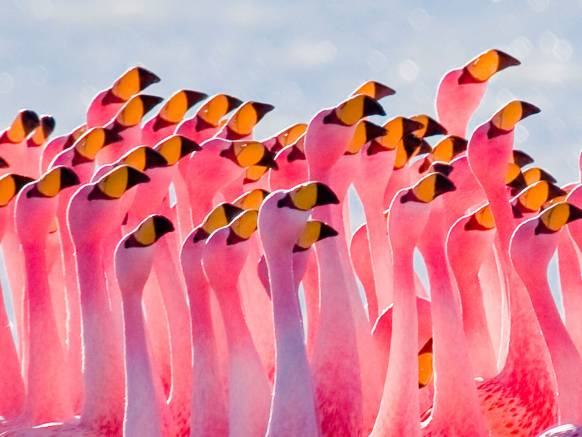 Широкоформатные обои Фламинго, Нежно-розовые птицы фламинго