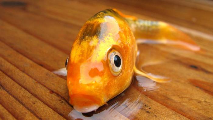 Широкоформатные обои Золотая рыбка, Рыбка выпала из аквариума