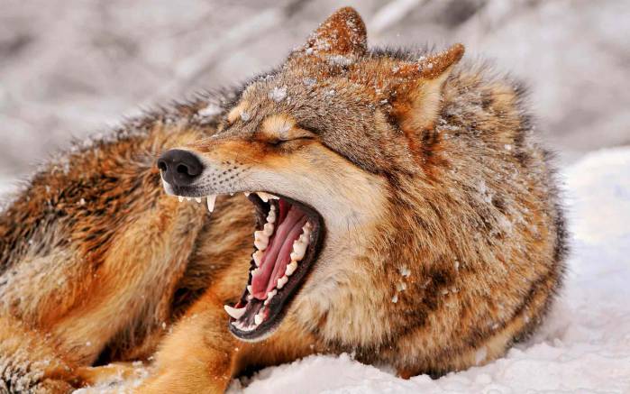 Широкоформатные обои Зевающий, Зевающий волк