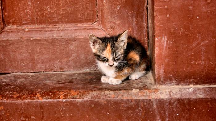 Широкоформатные обои Сиротка, Милый котенок на фоне старых дверей
