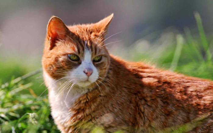 Широкоформатные обои Рыжик, Рыжий кот в траве