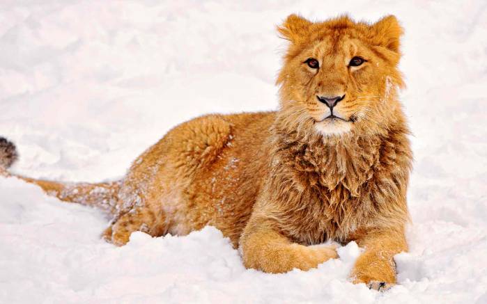 Широкоформатные обои Молодой лев, Молодой лев в снегу