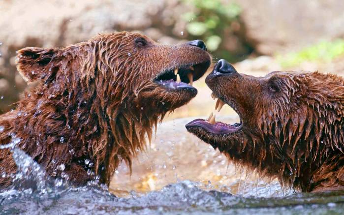 Широкоформатные обои Медведи играют, Медведи играют в воде