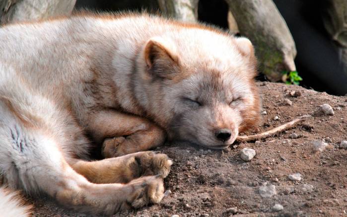 Широкоформатные обои Спящая лиса, Спящий лисёнок в зоопарке