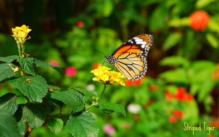 Широкоформатные обои Тигровая бабочка, Полосатая тигровая бабочка на цветке