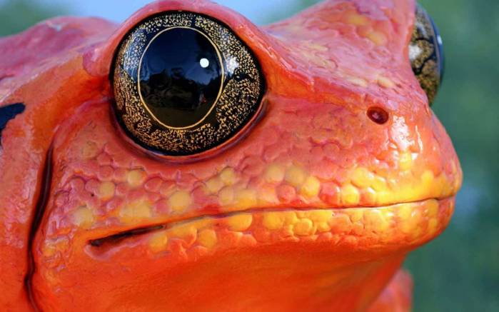 Широкоформатные обои Глаза лягушки, Глаза красной лягушки