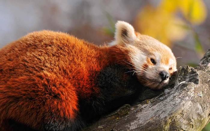 Широкоформатные обои Сон панды, Сон красной панды