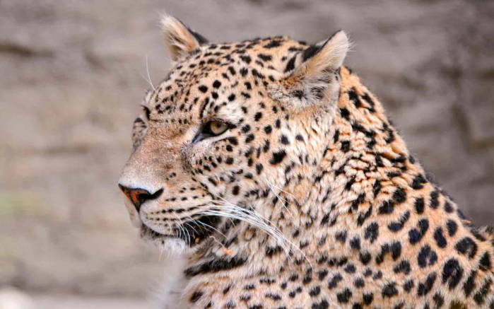 Широкоформатные обои Леопард в профиль, Портрет леопарда в профиль
